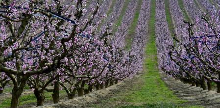 Los campos en flor de Aitona.