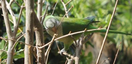 Cotorra en el Parc de les Aigües.