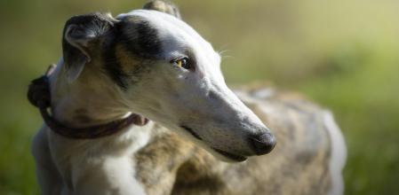 Galgo
