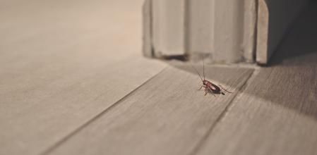 Una cucaracha en el suelo de una casa