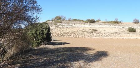 Reto visual, ¿dónde están los dos conejos?