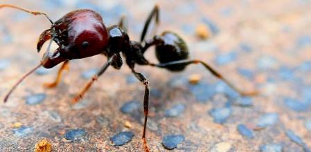 Hormiga retratada en los jardines del monasterio de Pedralbes.