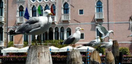 Venecia ofrece pistolas de agua a los turistas para combatir a las gaviotas agresivas