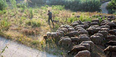 FOTO: MANÉ ESPINOSA. JOSÉ MONTOYA, PASTOR CON SUS OVEJAS EN EL PARC DE COLLSEROLA, DENTRO DEL TERMINO DE MONTCADA I REIXAC