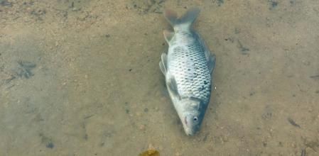 Pez muerto en el río Ripoll.