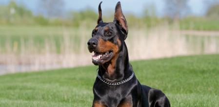 Doberman