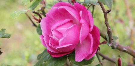 Rosaleda de Cervantes.