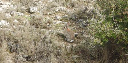 Reto visual: ¿Qué animal acompaña al conejo y dónde está?