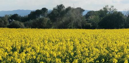 Campo de colza en Pals.