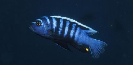 Estos peces pueden ser entrenados para efectuar esas operaciones matemáticas sencillas