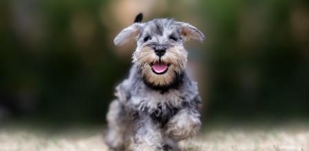 Schnauzer miniatura