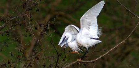 La garceta común con sus equilibrios en la rama.