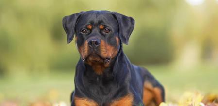 Rottweiler