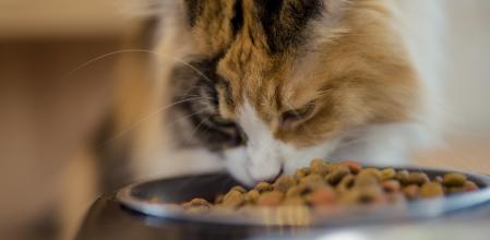 Pilar Guerrero, veterinaria: “Un gato que no tiene ningún tipo de problema para masticar o tragar, no necesita en absoluto que nadie le acompañe mientras come”
