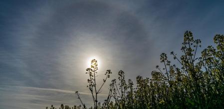 Halo solar con el campo primaveral de colza.