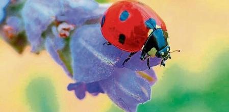 Mariquita en la flor de la lavanda.