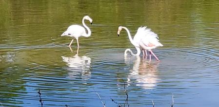 Primavera en el Parque Natural dels Aiguamolls de l'Empordà.