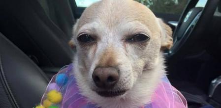 Conoce a TobyKeith, el chihuahua de 21 años que se ha convertido en el perro más viejo del mundo