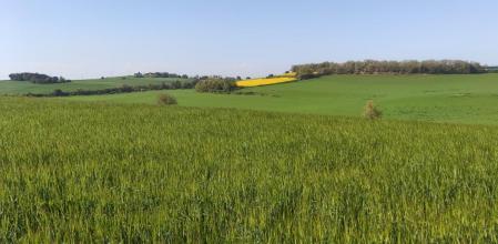 Paisaje de la  Alta Anoia.