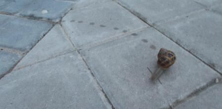 La senda del caracol.