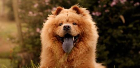 Chow Chow