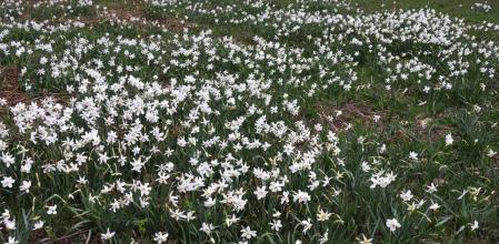 Santa Fe del Montseny.