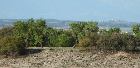 Reto visual: ¿Dónde está el busardo ratonero?