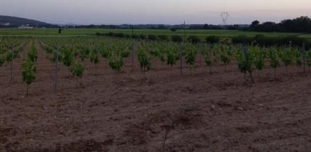 Paisaje de viñas primaverales en Vilobí del Penedès.