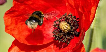 Abejorro en la amapola.