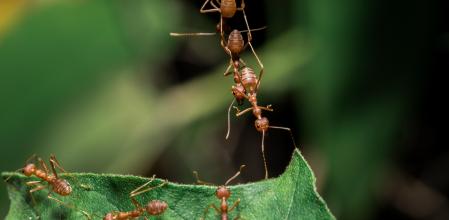 5 insecticidas y repelentes baratos