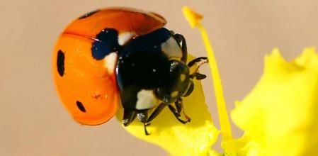 Mariquita naranja.