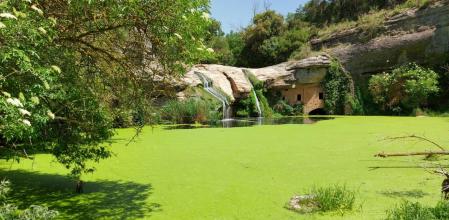 Las lentejas de agua del Molí d'en Brotons.