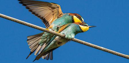 Apareamiento de los abejarucos.