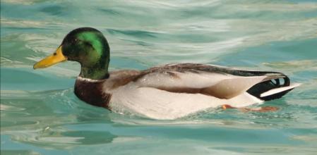 Pato en el estanque del parque de la Ciutadella.