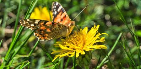 Mariposas en la flor.