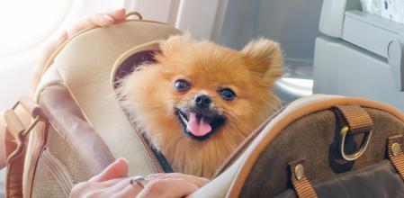 small dog pomaranian spitz in a travel bag on board of plane