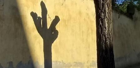 Sombra del árbol proyectada sobre la pared del Palau de Pedralbes.