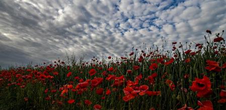 Borreguillos y amapolas en Vic.