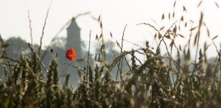 Rocío en el campo al amanecer.