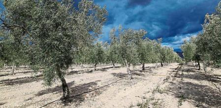 Landscape of dramatic storm clouds over olive trees, Uleila del Campo, Almeria, Spain. (Photo by: Geography Photos/Universal Images Group via Getty Images)