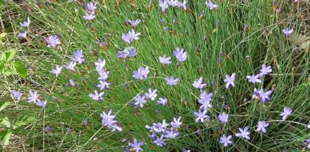 Reto visual: ¿Dónde están las dos mariposas?