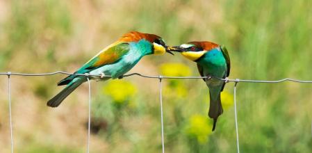 La hembra coge el insecto.