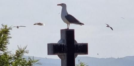 Gaviotas en Montjuïc.