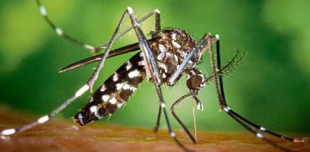 El Mosquito tigre transmite enfermedades como el virus del dengue, el chikungunya o el zika.