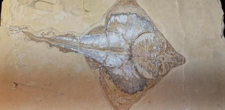 Fósil con forma de piez.