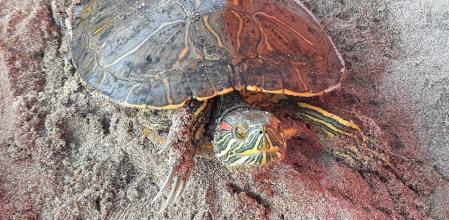 Tortuga de río en la playa de Gavà.
