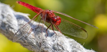 La sagnador escarlata en Diagonal Mar.