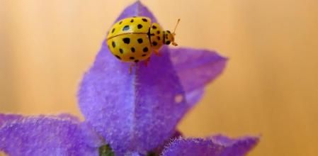 Mariquita amarilla.