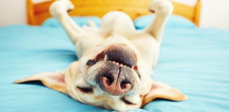 Perro boca arriba