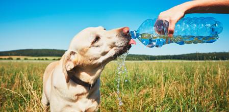 Perro bebiendo agua en un día caluroso